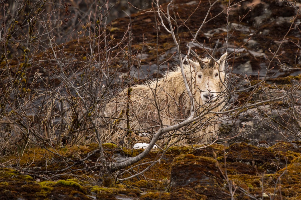 02juneauphoto1.com_FullRes